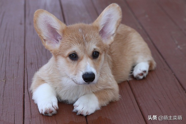 柯基狗狗软便拉稀怎么办,柯基狗狗拉稀呕吐怎么办大便很臭