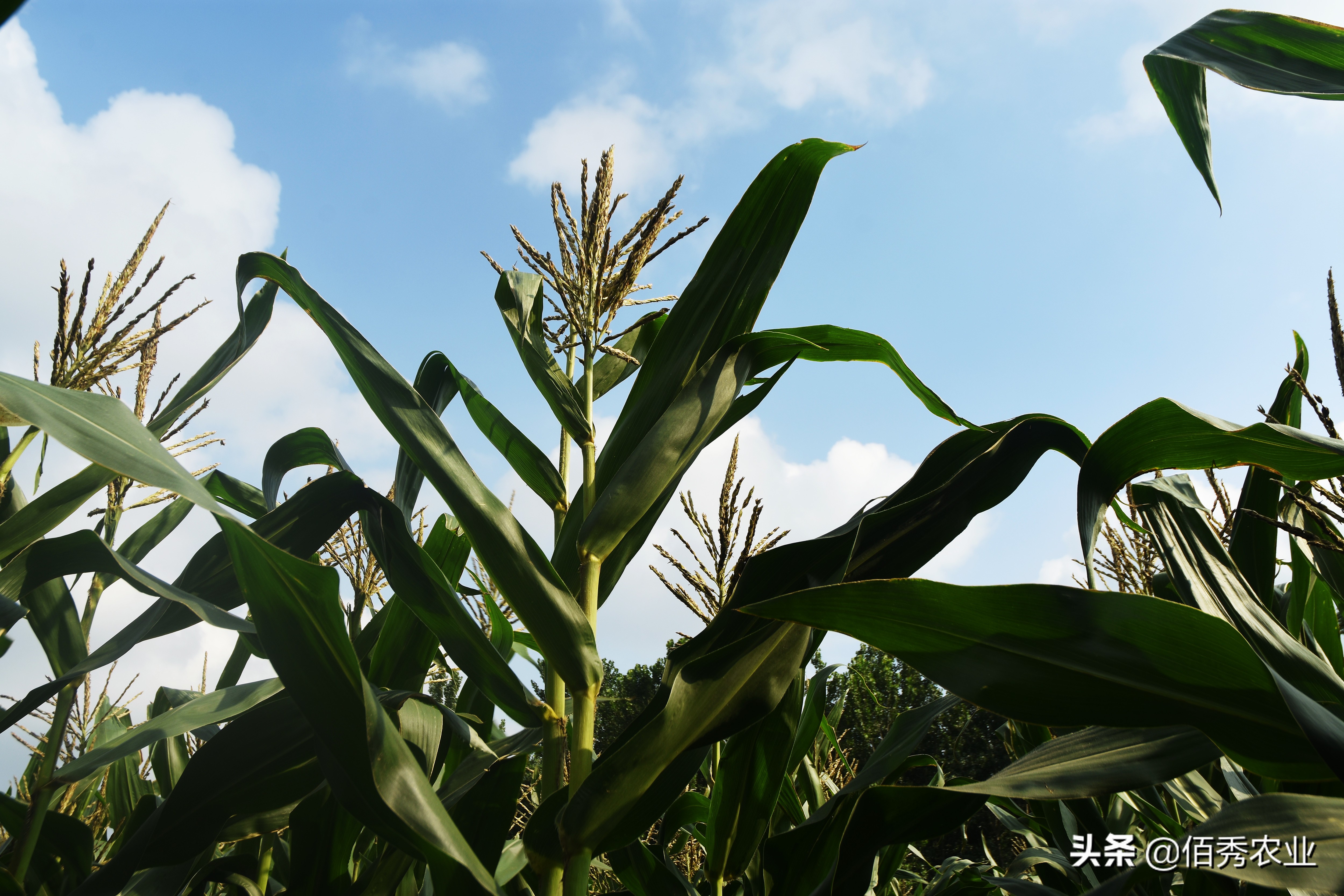 玉米是深栽还是浅栽,玉米是稀植高产还是密植高产