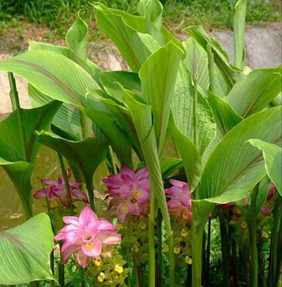 三棱莪术对肝癌作用研究,莪术对肝癌的作用