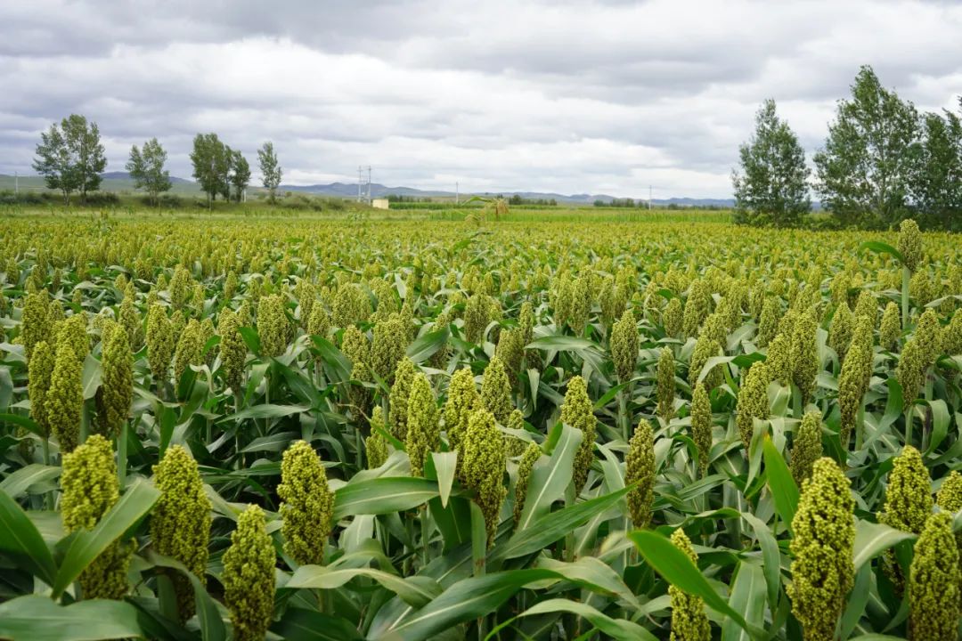 正大集团100万头生猪项目,平和正大集团生猪养殖