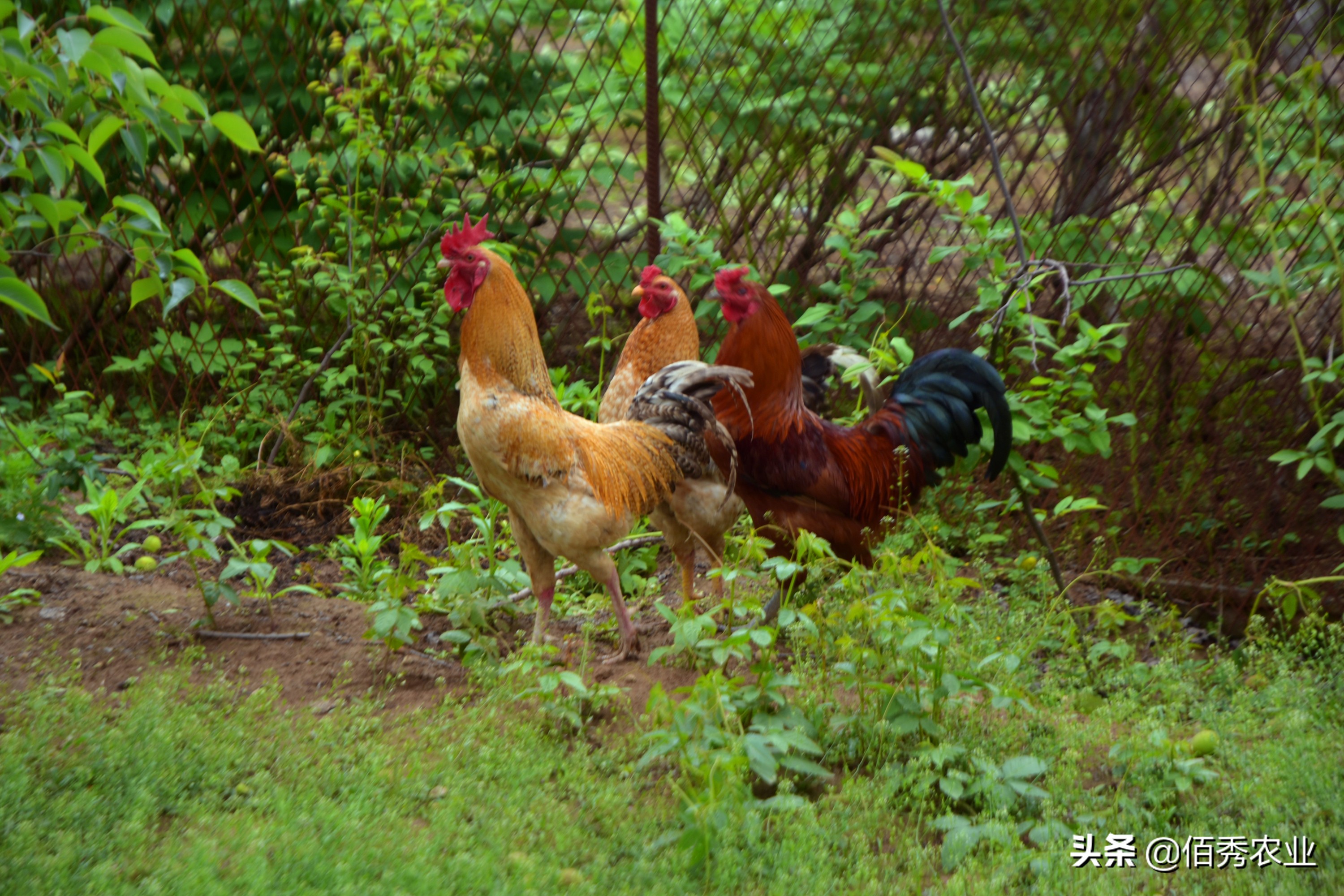 农村散养土鸡100元一只,农村散养土鸡当前价格150元两只