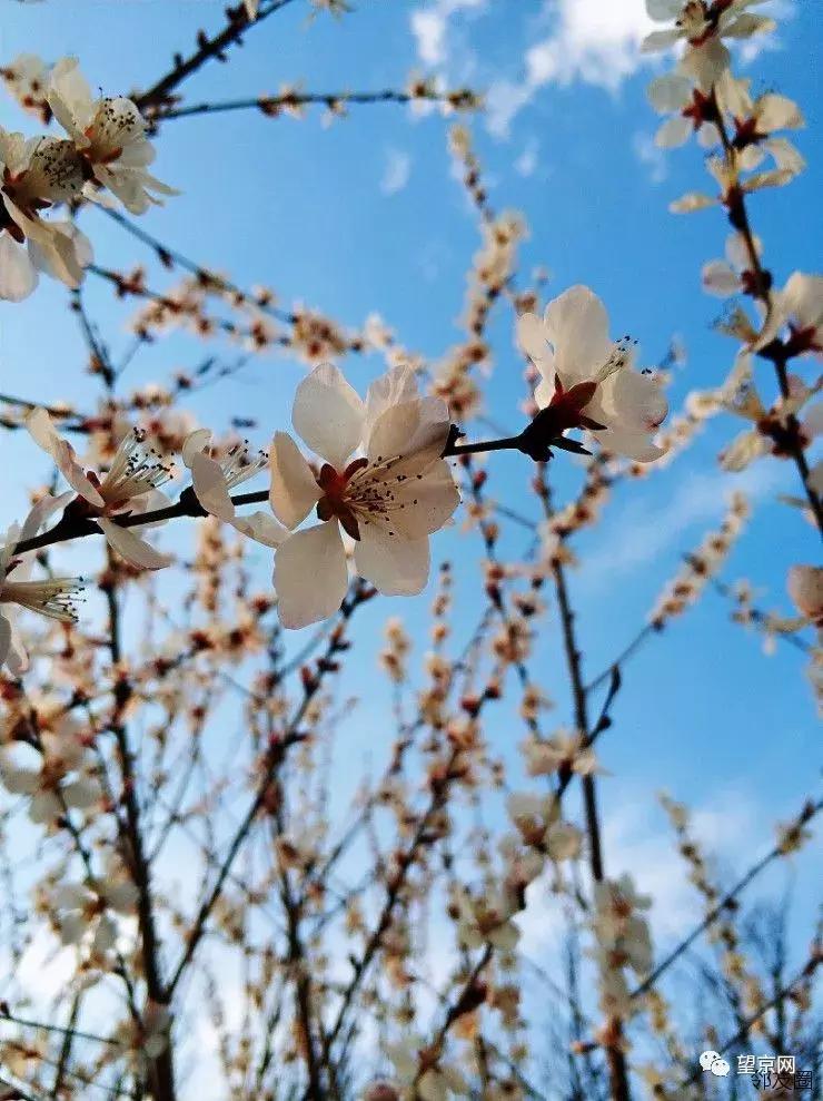 【今日望京】东湖地区成人乙肝疫苗接种通知；望湖公园早春花开