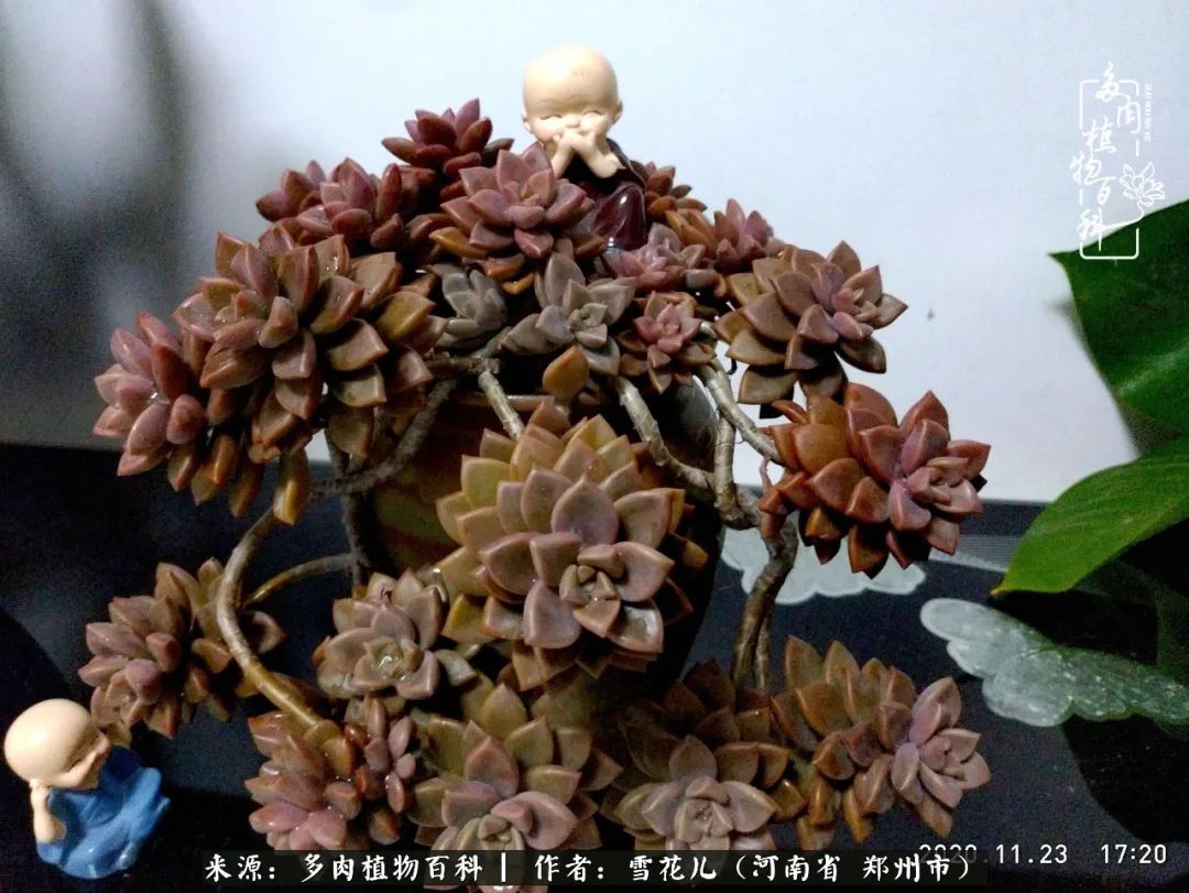 我的多肉乐园,多肉三寸阳台效果图