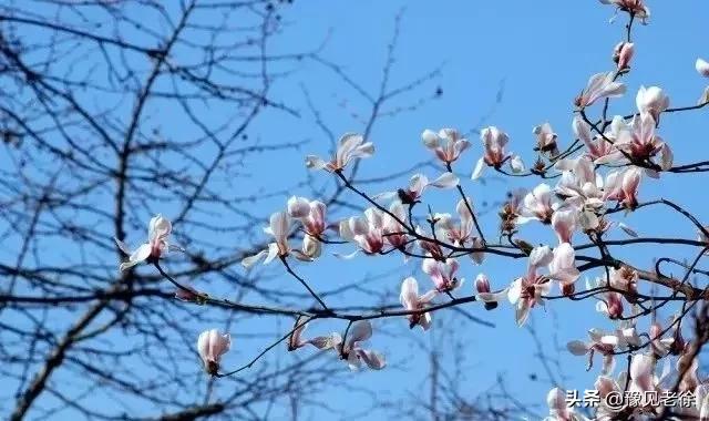 南阳赏花最佳地点,南阳春天赏花的地方有哪些推荐