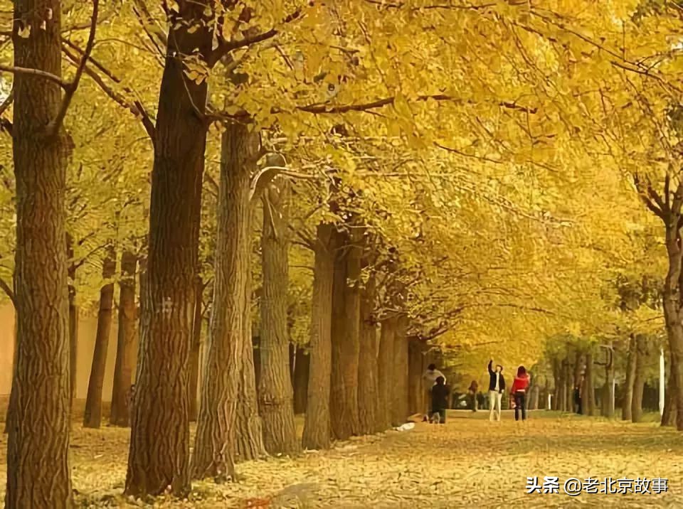 在北京生活的神奇感受,在北京生活中的感悟