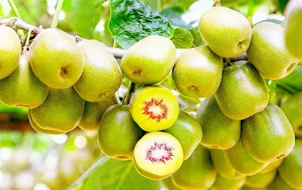 猕猴桃硬的放多久可以吃,猕猴桃催熟一半硬一半烂怎么回事