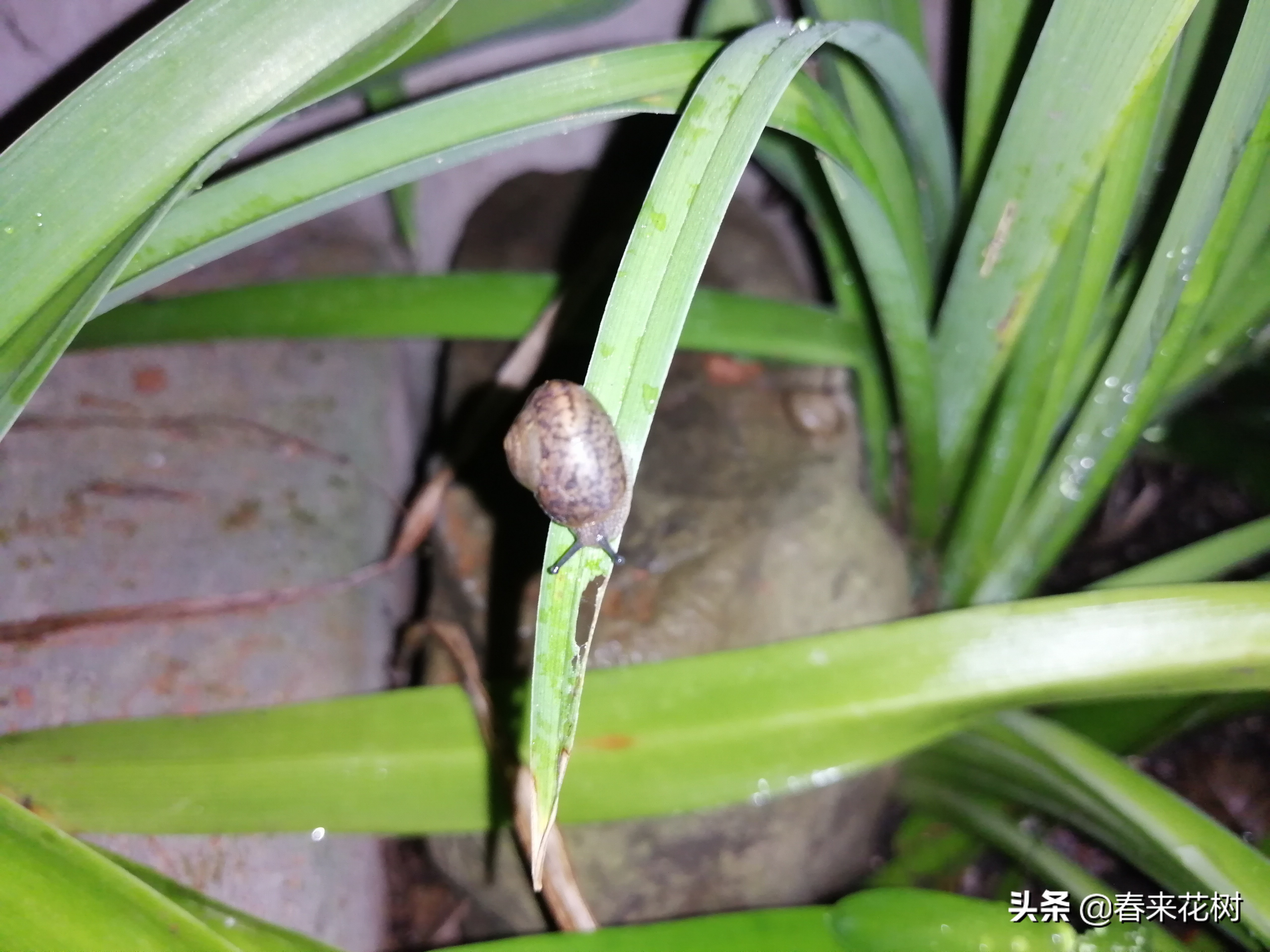 爱养花的坏处,养花防小蜗牛的方法有哪些