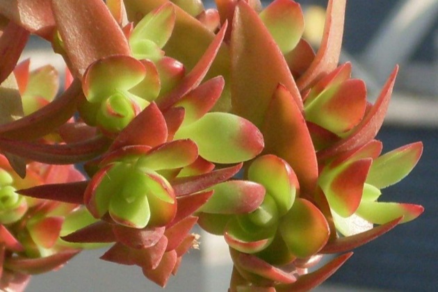 火祭不红怎么回事,为什么有的火祭怎么晒都不红