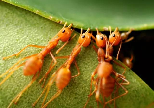 海南代表性动物,海南特有的珍稀动物