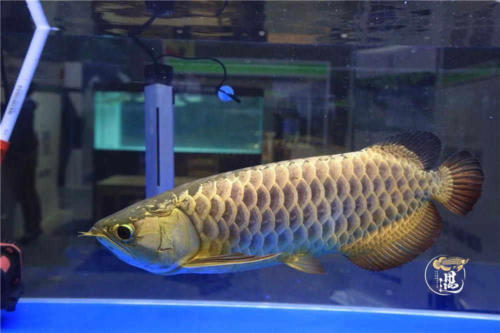 龙鱼不喂大麦虫后拒食,龙鱼要买高背还是过背的