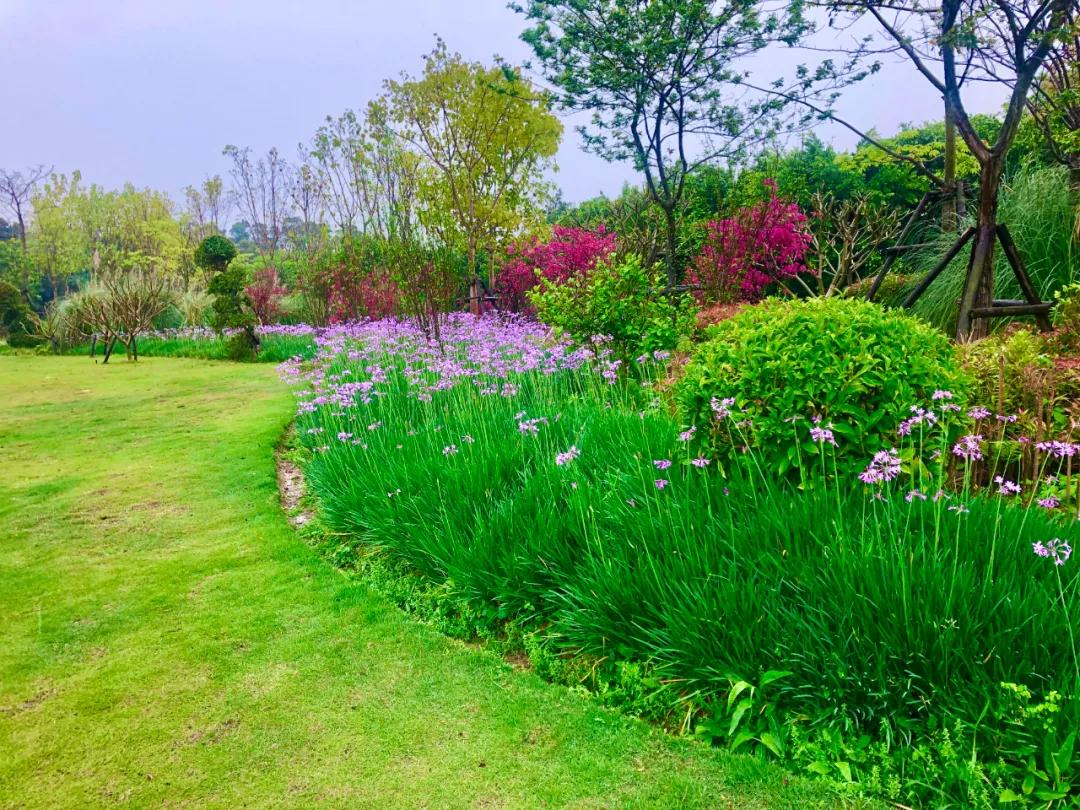 花园庭院设计花卉园艺,花园搭配的草类植物
