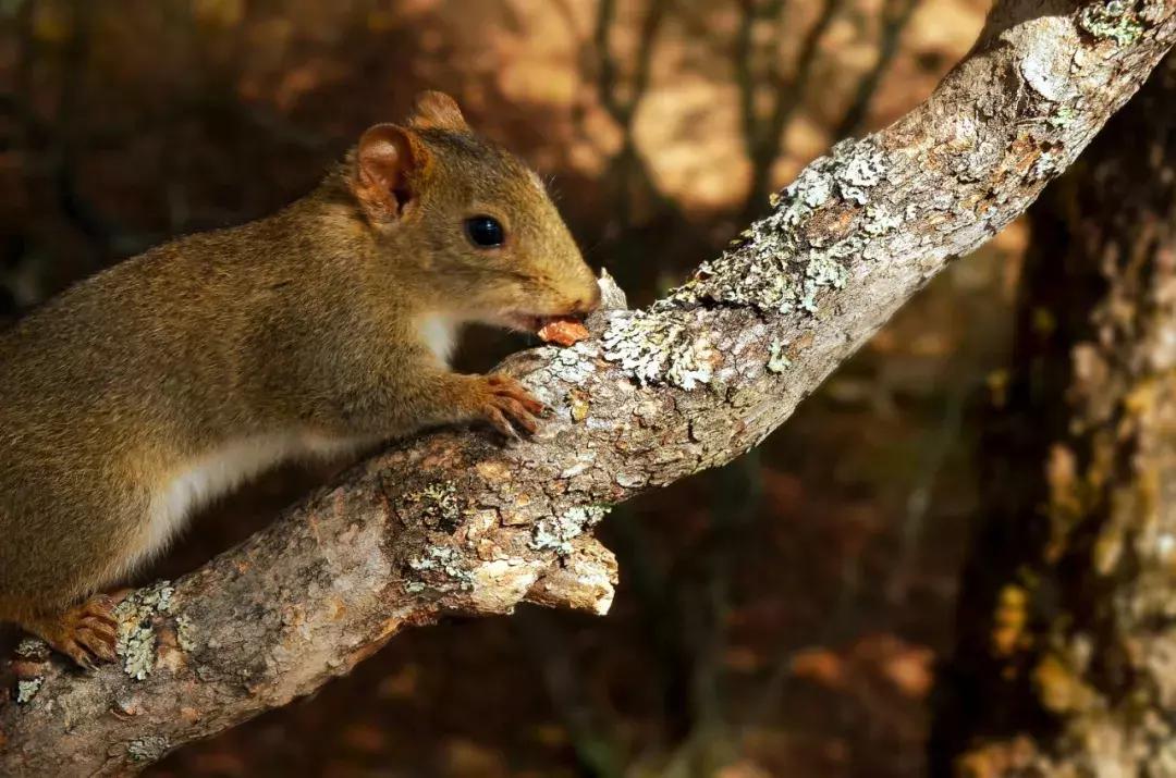 你属什么就注定了你的命,你属什么决定你是什么命