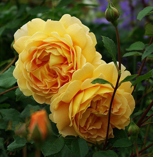 适合院子种的藤本月季品种,适合两广种植的浓香型藤本月季