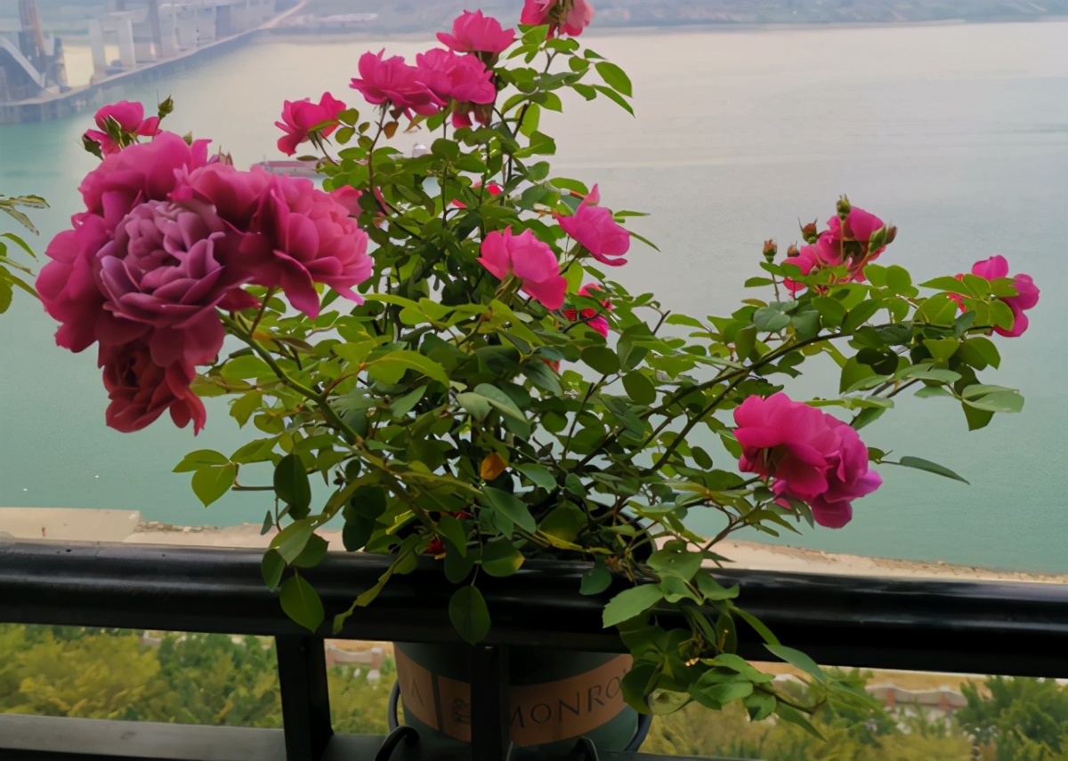 月季和天竺葵哪个好养,怎么样养月季盆栽