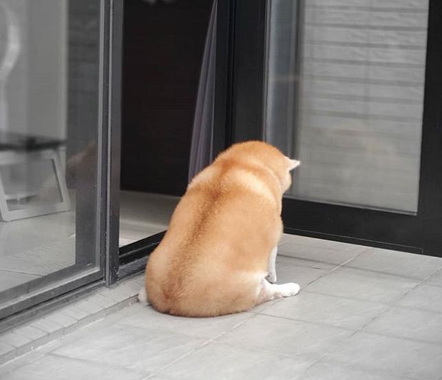 柴犬连着5天不吃不喝呕吐,四个月柴犬半夜呕吐粘液