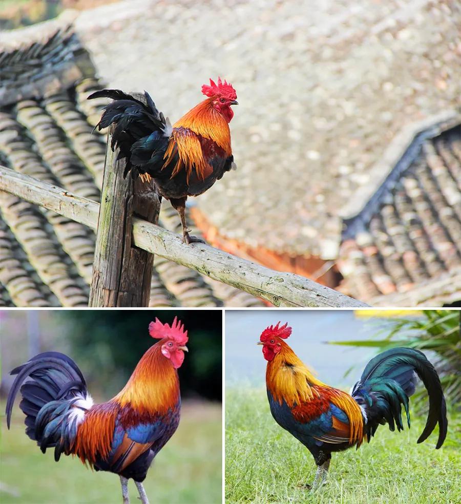 儿童画教程|油画棒技法练习《穿花衣服的大公鸡》