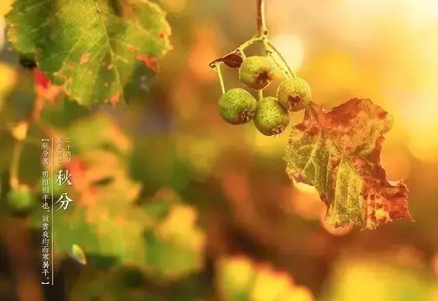 散文秋,散文秋朗诵