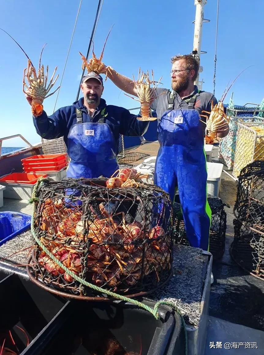 龙虾价格为什么突然暴跌,龙虾降价
