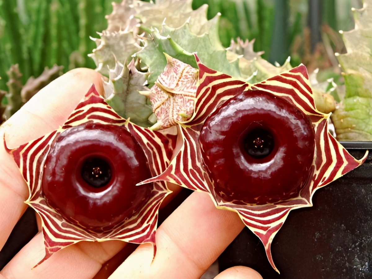 10种漂亮的有毒花,5种很少见的花