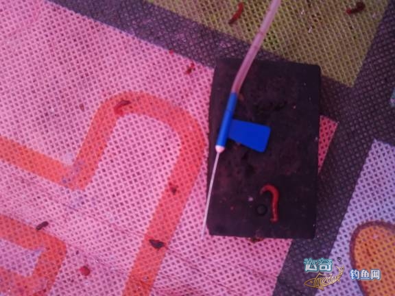 冰钓鲫鱼红虫挂大点好还是小点好,冬季钓鱼必杀饵红虫的选择与保鲜