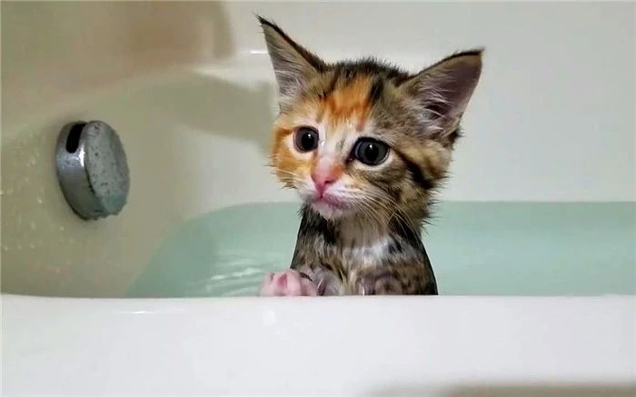 猫咪洗澡容易应激要不要洗澡,猫咪洗澡的时候跟铲屎官说明什么