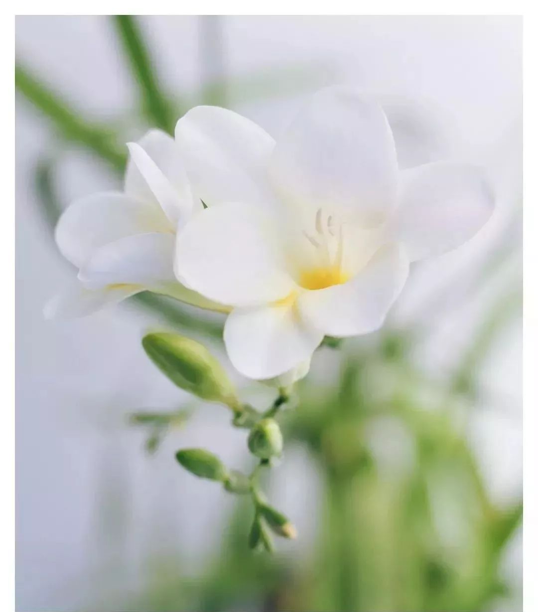 小苍兰什么香味,好闻的小苍兰味香水