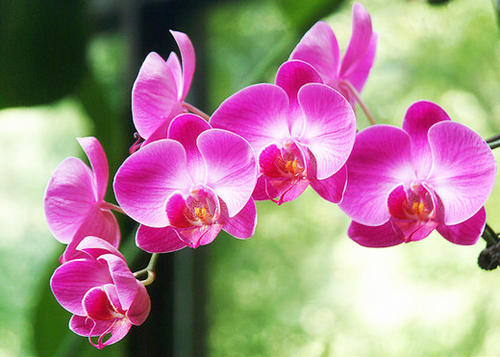 蝴蝶兰花叶子黄什么原因,蝴蝶花苞蔫了是什么原因