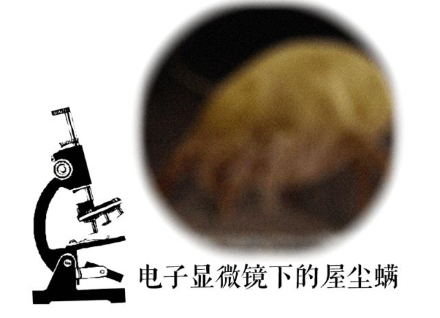 没想到吧，每晚陪你睡觉的是这个家伙！