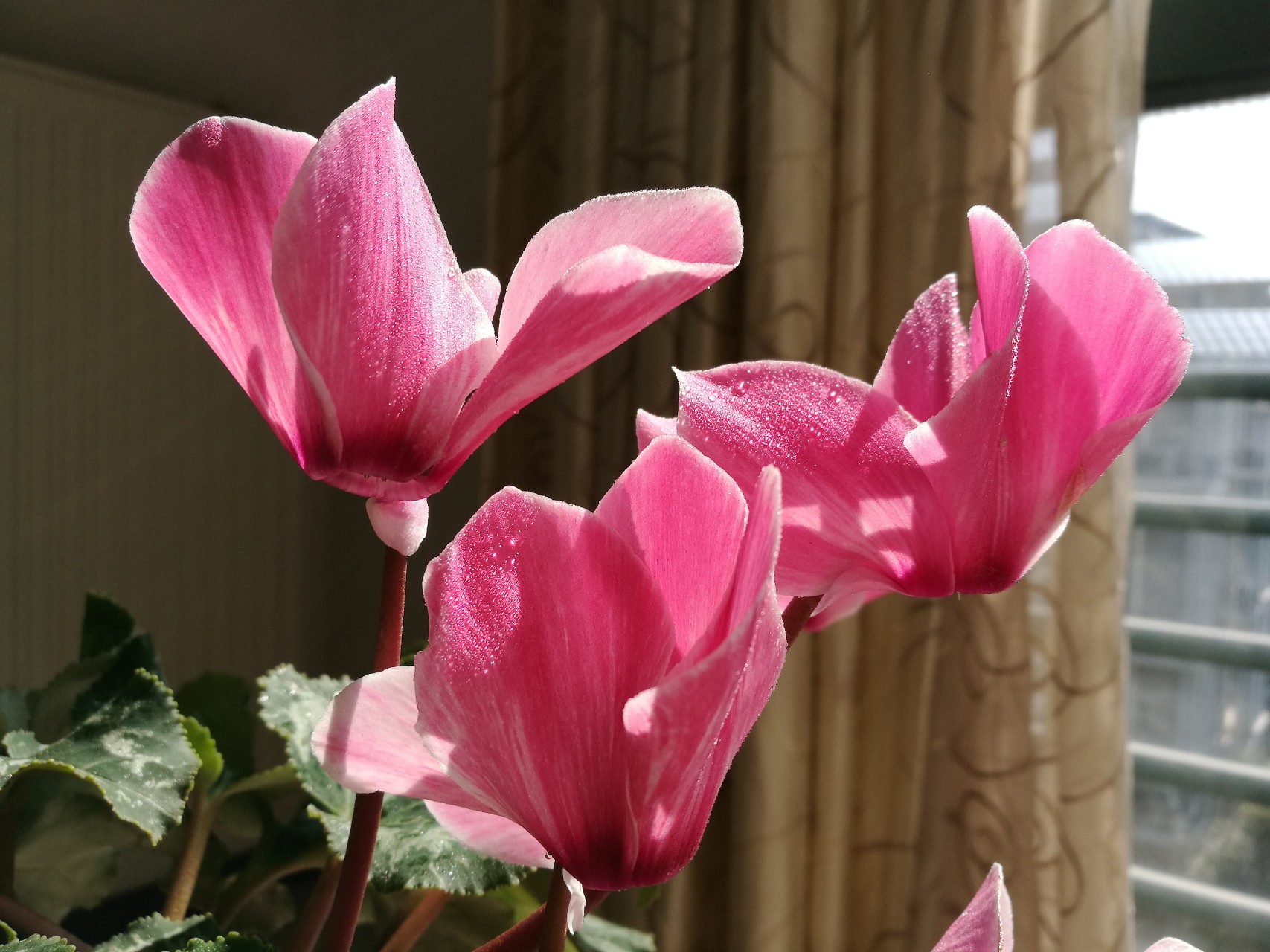 室内可以养的十大吉祥花,最好养的吉祥花有哪些