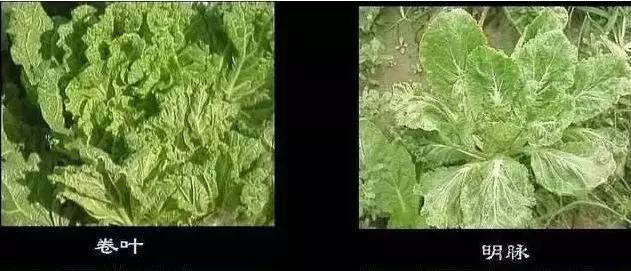 植物癌症病毒怎么防治,植物病毒病最佳治愈方法