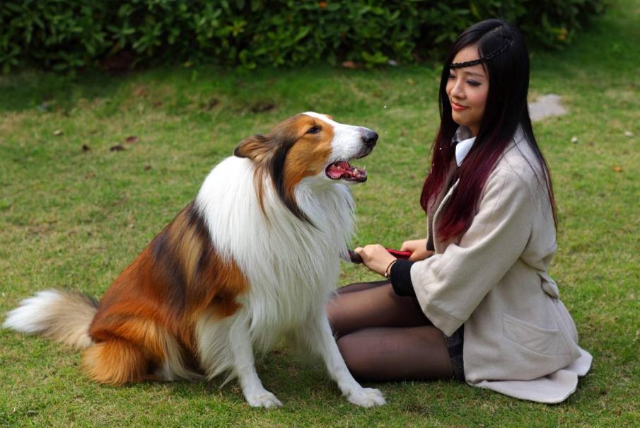 狗狗十种皮肤病,狗狗得了皮肤病看兽医