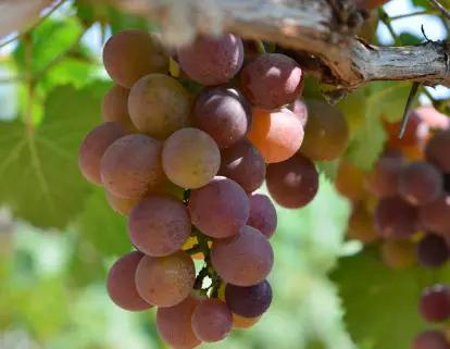 提子和葡萄有什么区别吗,夏黑提子和葡萄的区别