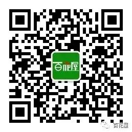 养月季花花叶发黄怎么办,养月季树枝全部干了怎么回事