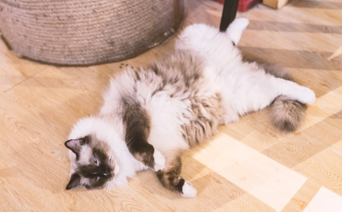 猫咪乱尿尿是报复你吗,猫咪乱尿后会怕主人吗