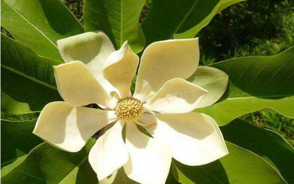 四川常见的野生植物,国家二级保护植物在云南沦为野草