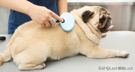 什么犬哈巴狗最好养,养一只哈巴犬的注意事项