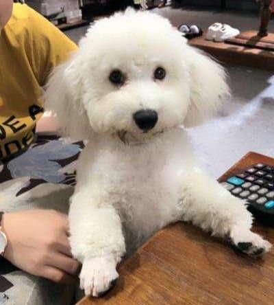 比熊对主人叫怎么回事,为什么主人回来狗会激动