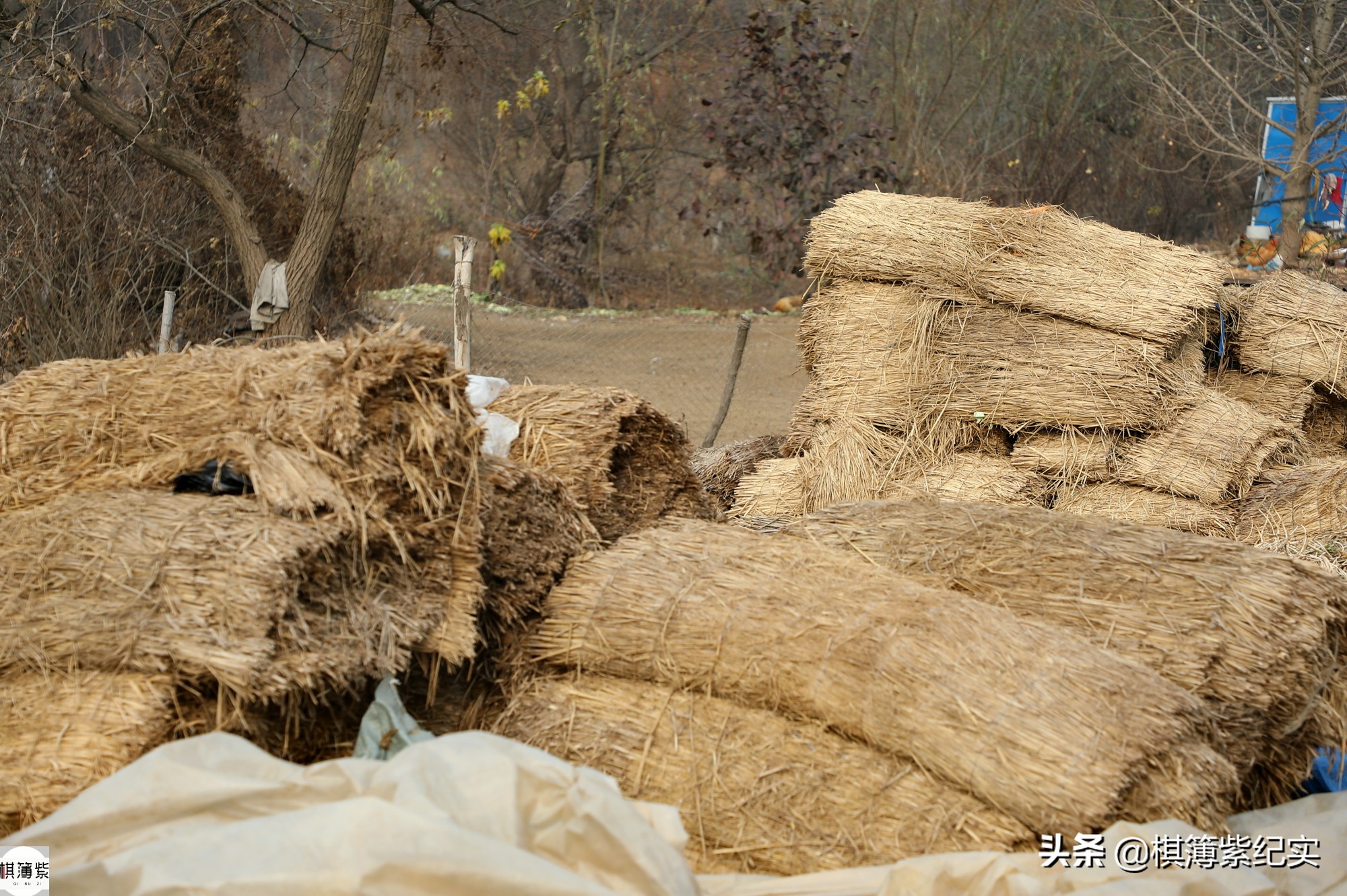 暴雨成苹果终结者？果农将4000棵果树全砍光：我不接受采访