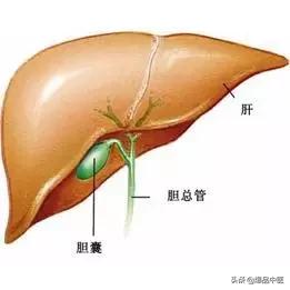 全息望诊大全视频,浅议生物全息律与中医望诊