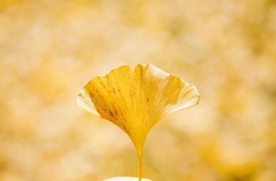 银杏叶咋做玫瑰花,银杏叶怎么做玫瑰花