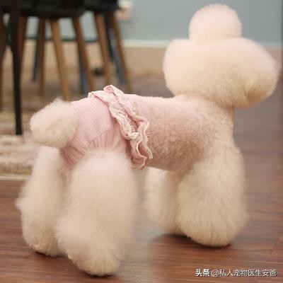 安爸训养犬,安爸教你小狗怎么才能变听话