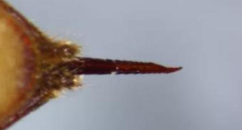 掏野生杀人蜂被蛰,一男子抓毒蜂泡酒死亡