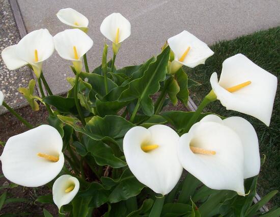 马蹄莲烂根的原因及处理方法,马蹄莲烂根了怎么处理