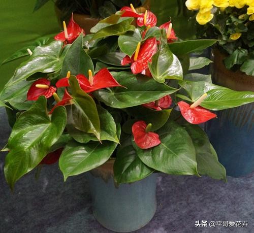 红掌开的花朵干枯发黑什么原因,红掌叶子发黑怎么办视频