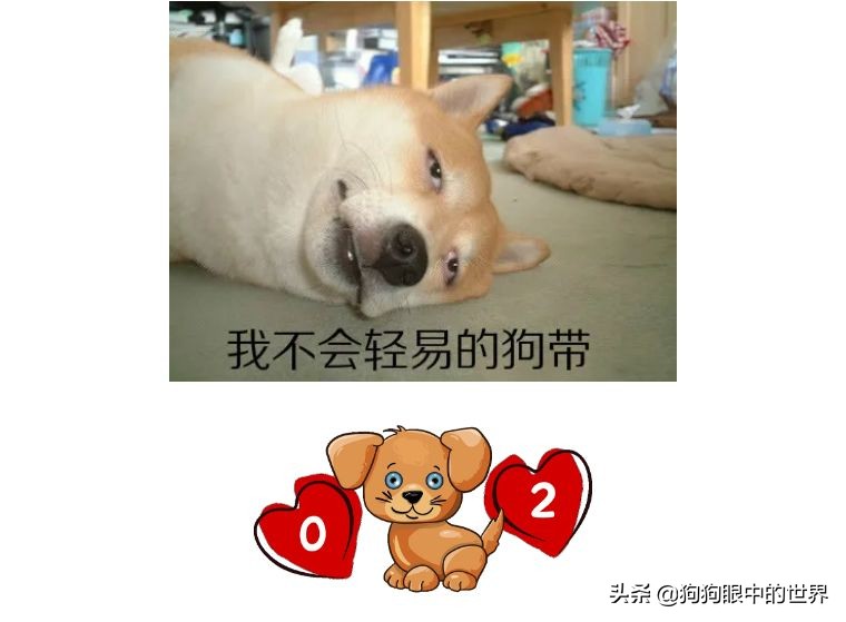 狗狗感冒好了没几天又感冒了,狗狗感冒好了之后还是没精神