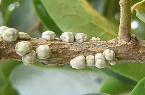 植物医生上海吴江路店,植物医生十里河