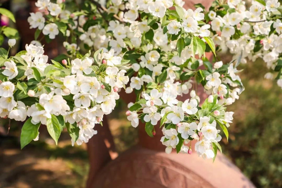 北京人少景美赏秋的公园,北京赏秋中山公园