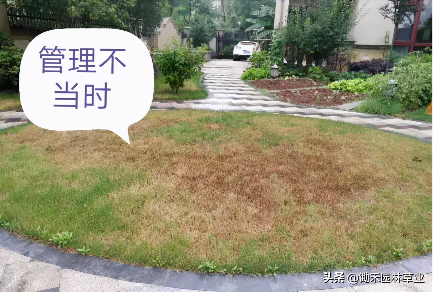 果岭草草坪介绍,果岭草的由来