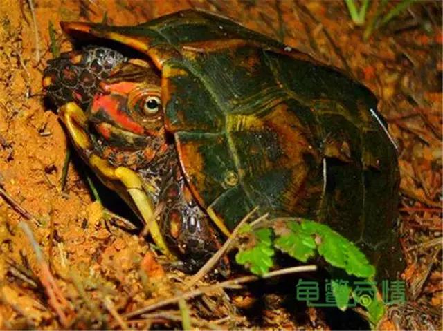 每天认识一只龟：双栖系列·日本地龟