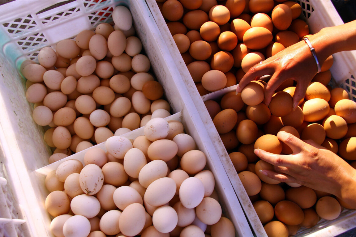 白壳鸡蛋和红壳鸡蛋哪个贵点,买鸡蛋要买壳厚的还是壳薄的